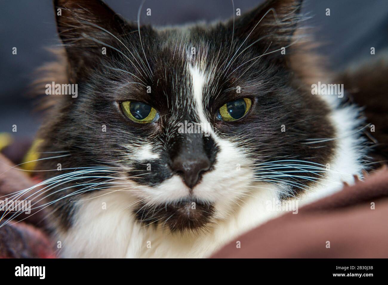 Black and white cat with green eyes sitting on a sofa Stock Photo - Alamy