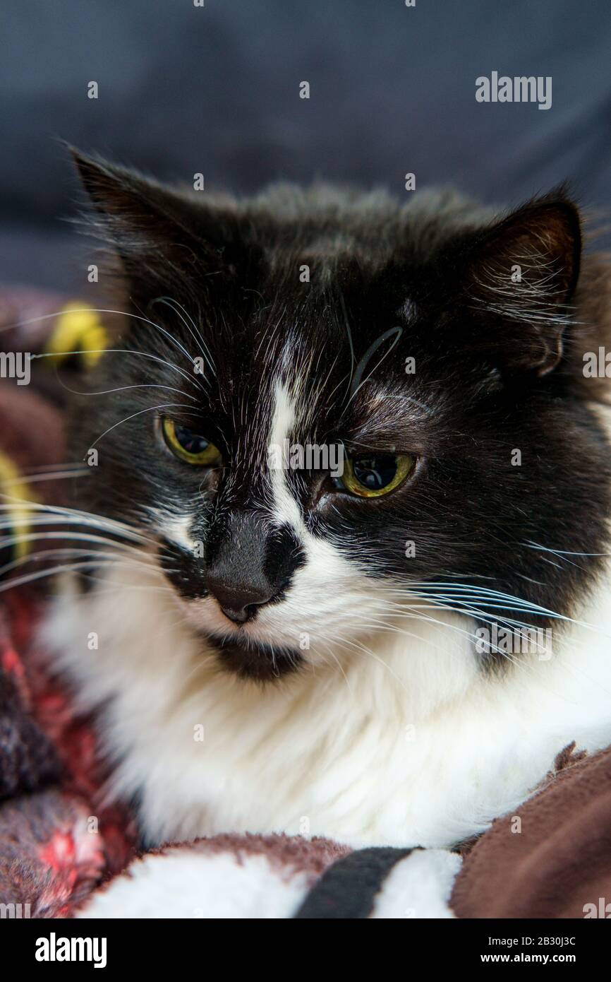 Black and white cat with green eyes sitting on a sofa Stock Photo - Alamy