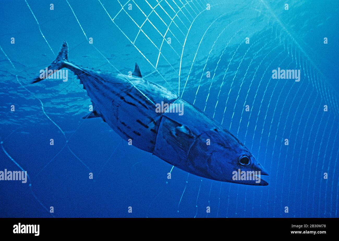 Bigeye tuna (Thunnus obesus), caught in a fishing net, California, USA Stock Photo