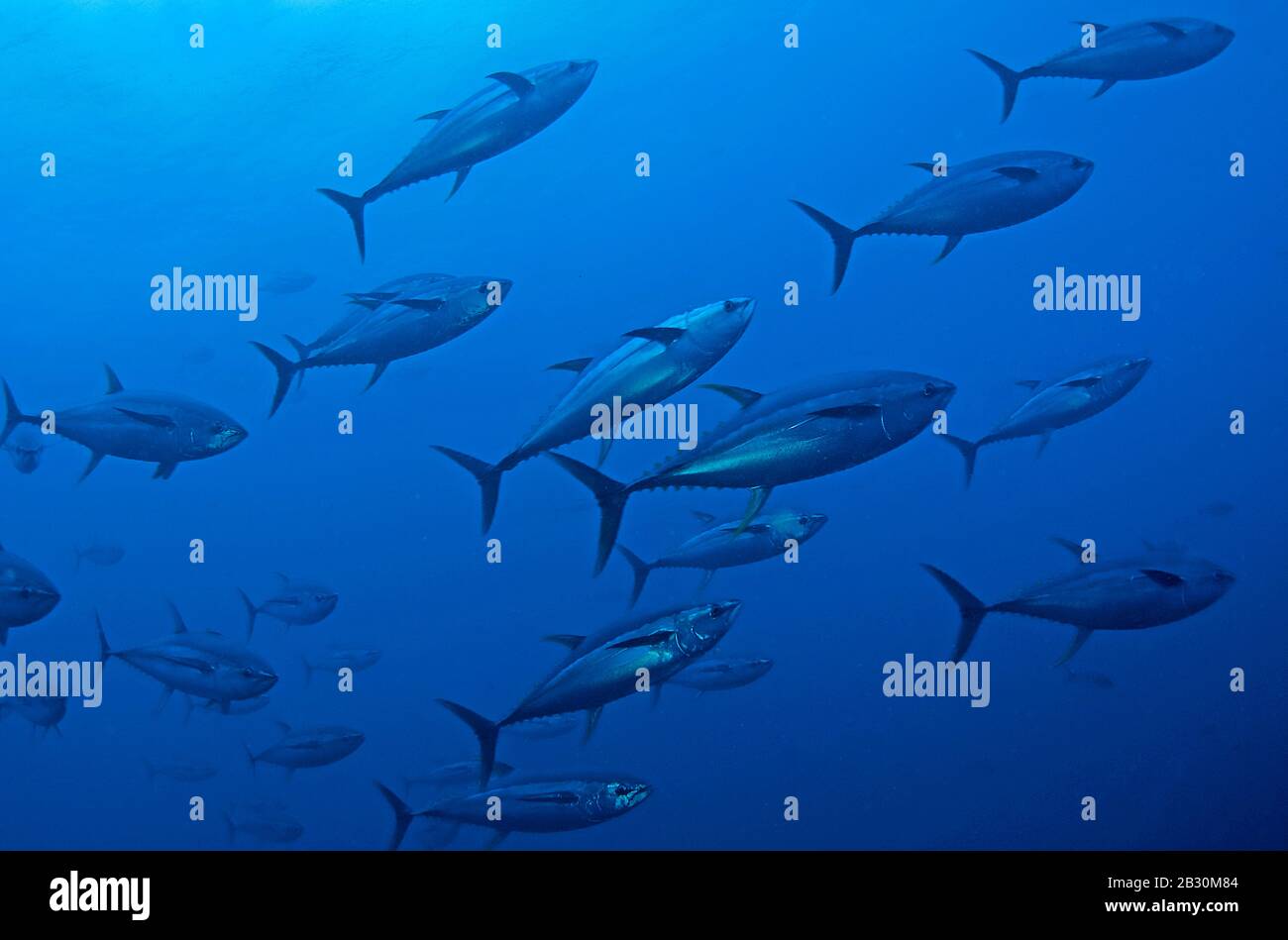 Northern bluefin tunas hires stock photography and images Alamy