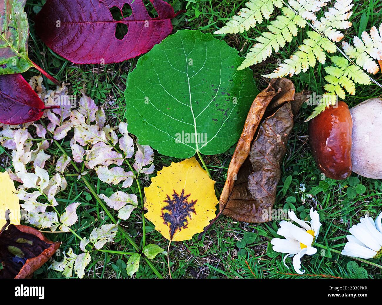 Autumn still-life of their yellow leaves, mushrooms, ferns and last flowers Stock Photo