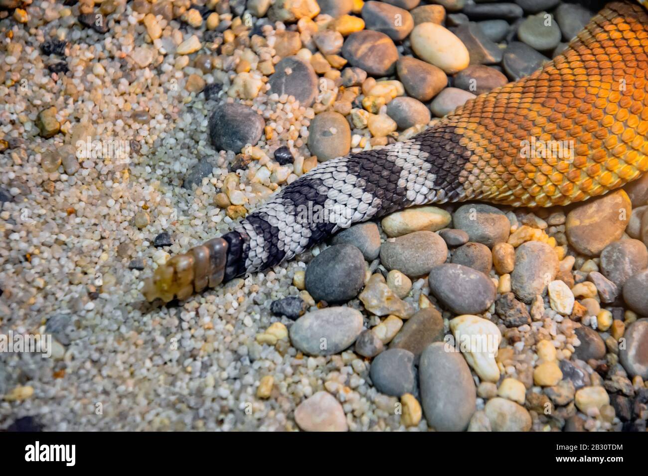 Rattlesnake tail close up view on sand and stones Stock Photo