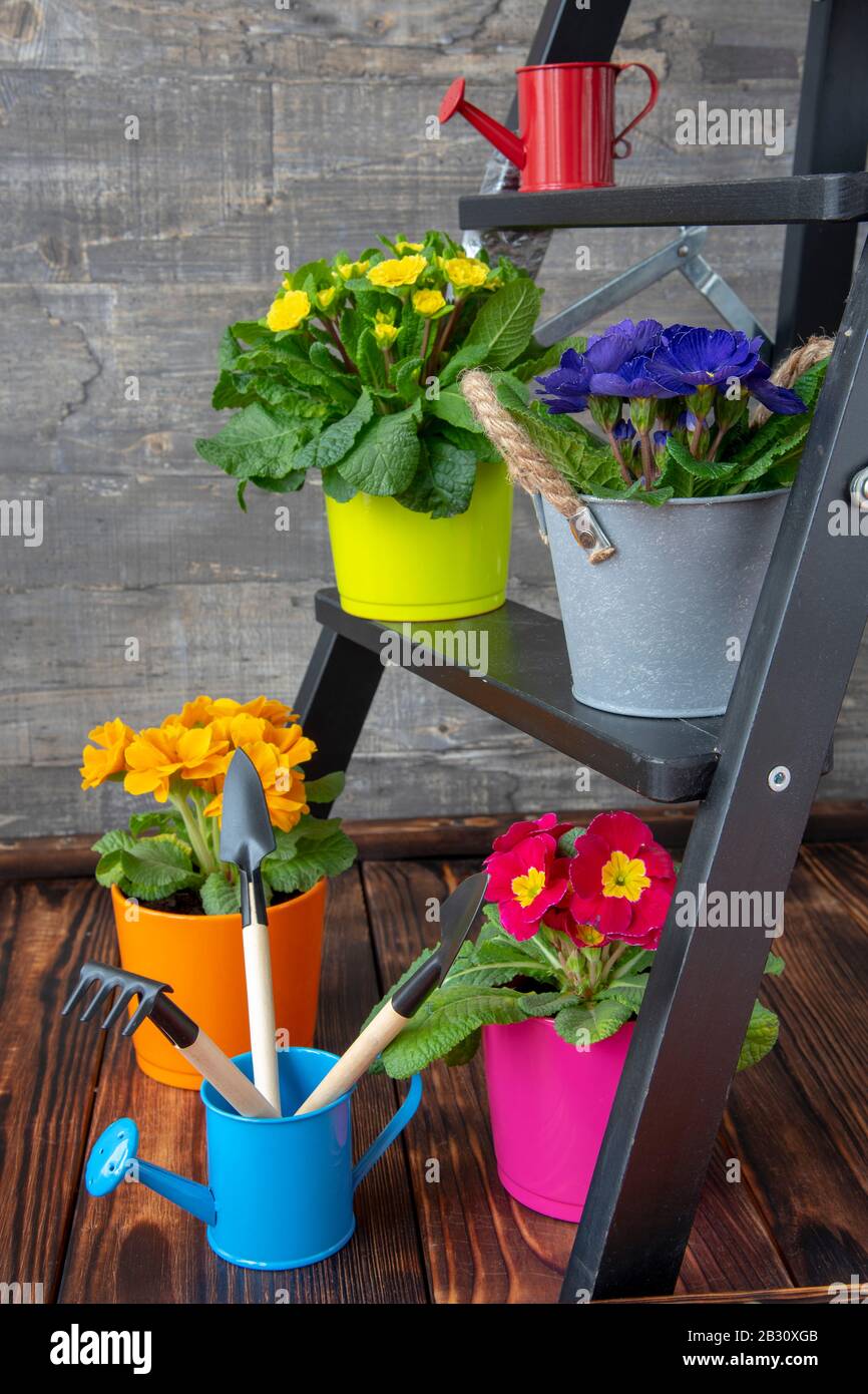 Bright flower pots with primroses and garden tools are placed on a small wooden ladder. Stock Photo