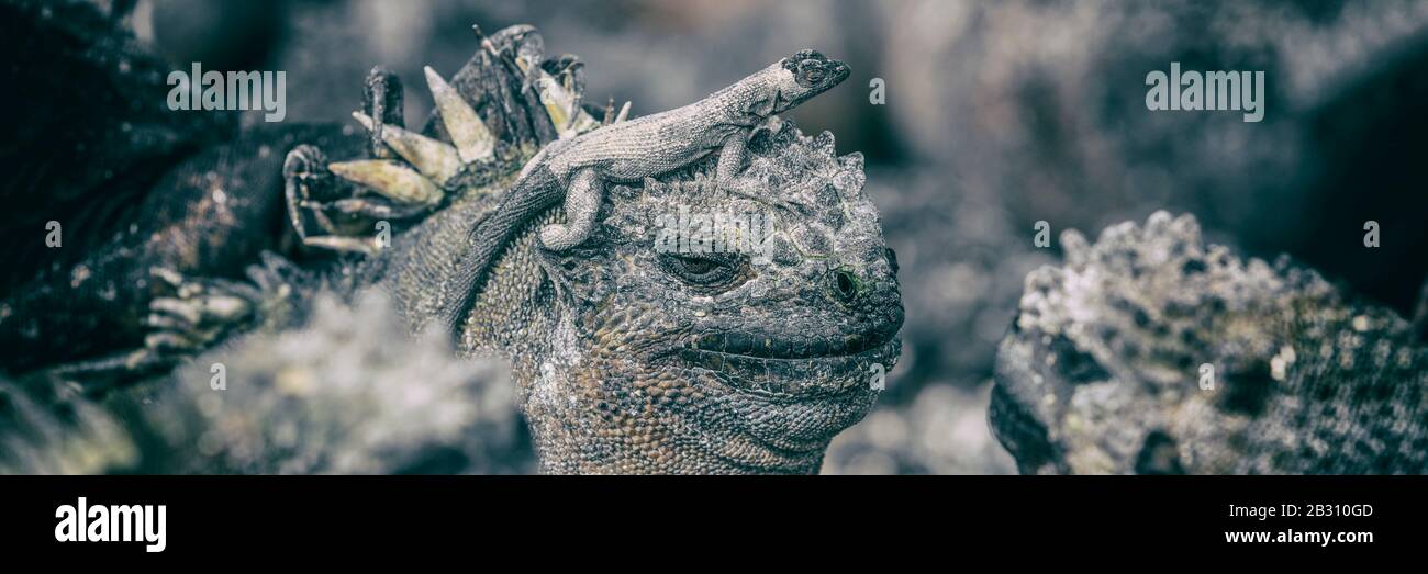 Galapagos funny animals - Marine Iguana with smaller marine iguana on its head. Cute Amazing wildlife animals on Galapagos Islands, Ecuador. Panoramic banner Stock Photo - Alamy Galapagos funny animals - Marine Iguana with smaller marine iguana on its head. Cute Amazing wildlife animals on Galapagos Islands, Ecuador. Panoramic banner Stock Photo - Alamy