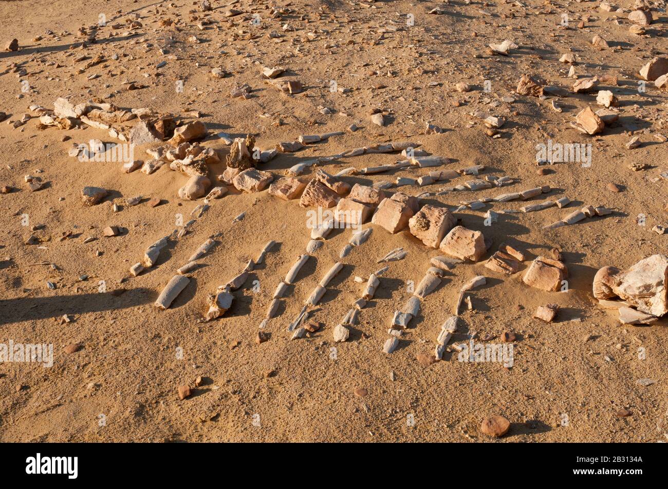 Whale skeleton exposed in sand at Wadi El Hitan, Valley of the Fossils, Egypt Stock Photo