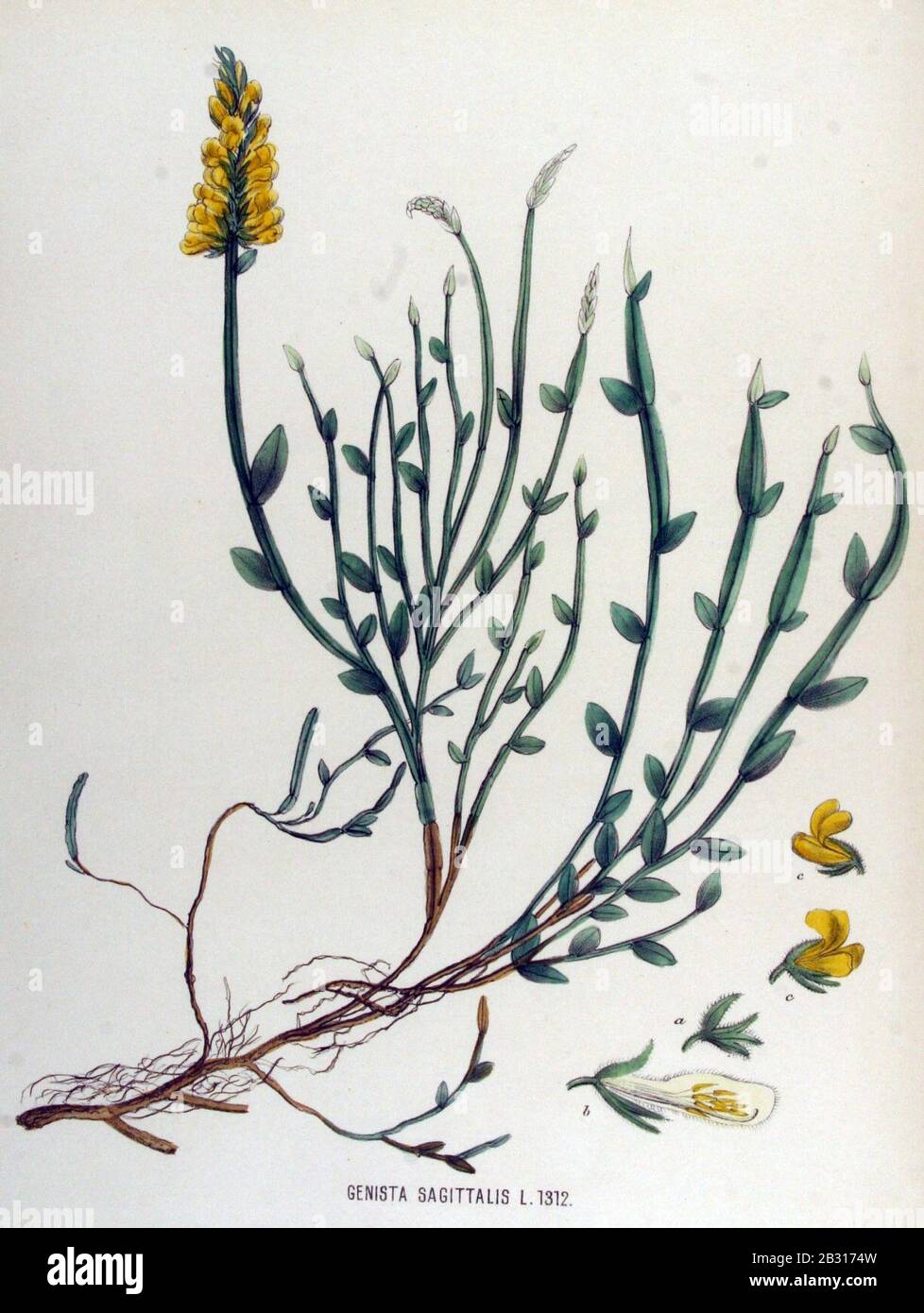 Genista sagittalis — Flora Batava — Volume v17. Stock Photo