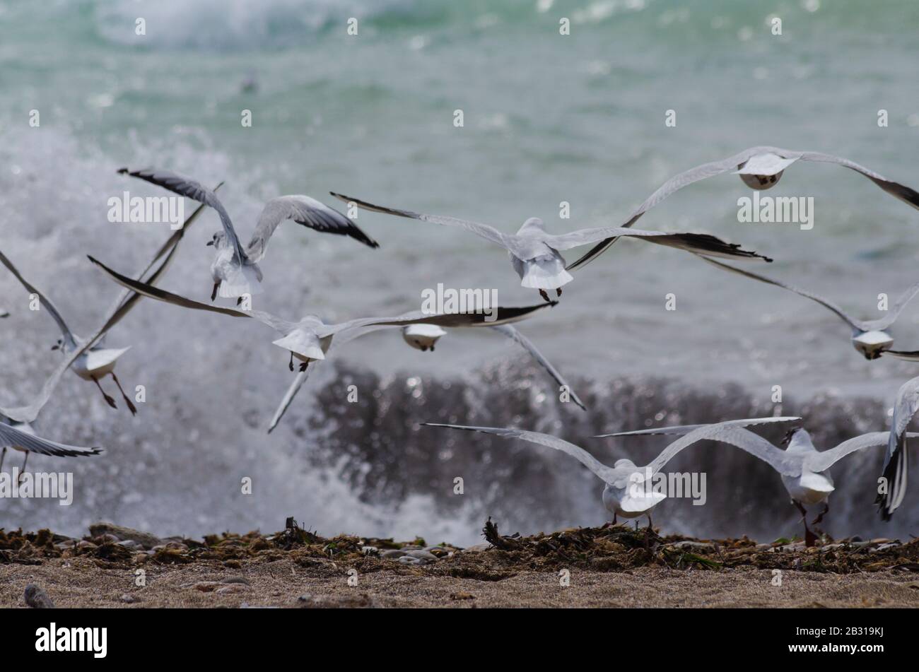 A flock of Mediterranean gulls ( Larus melanocephalus ) take to the air on a beach near Glyfada Athens Greece. The gulls are just beginning to loose t Stock Photo