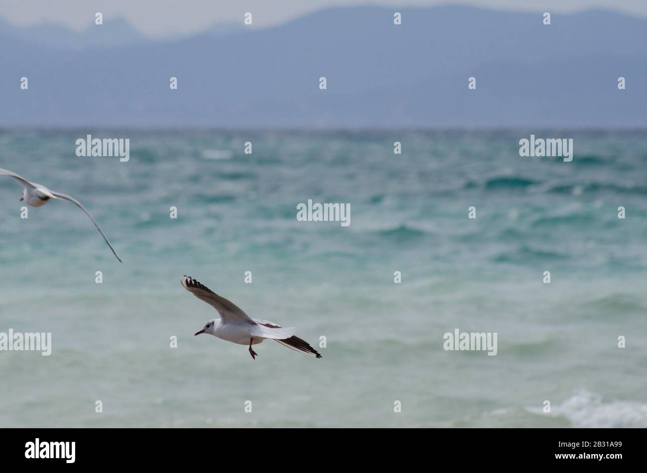 A flock of Mediterranean gulls ( Larus melanocephalus ) take to the air on a beach near Glyfada Athens Greece. The gulls are just beginning to loose t Stock Photo