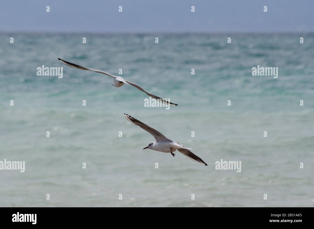 A flock of Mediterranean gulls ( Larus melanocephalus ) take to the air on a beach near Glyfada Athens Greece. The gulls are just beginning to loose t Stock Photo