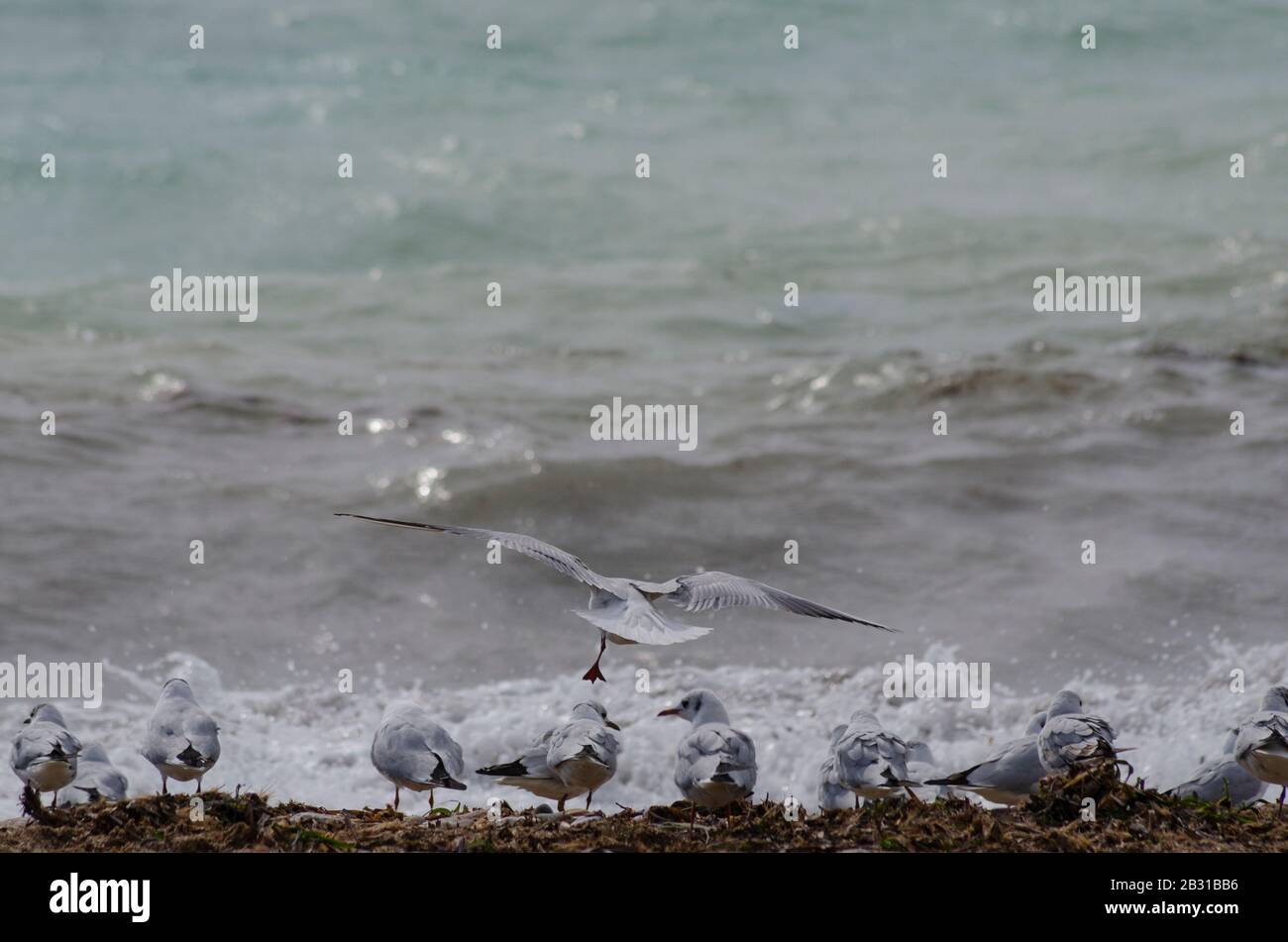 A flock of Mediterranean gulls ( Larus melanocephalus ) take to the air on a beach near Glyfada Athens Greece. The gulls are just beginning to loose t Stock Photo