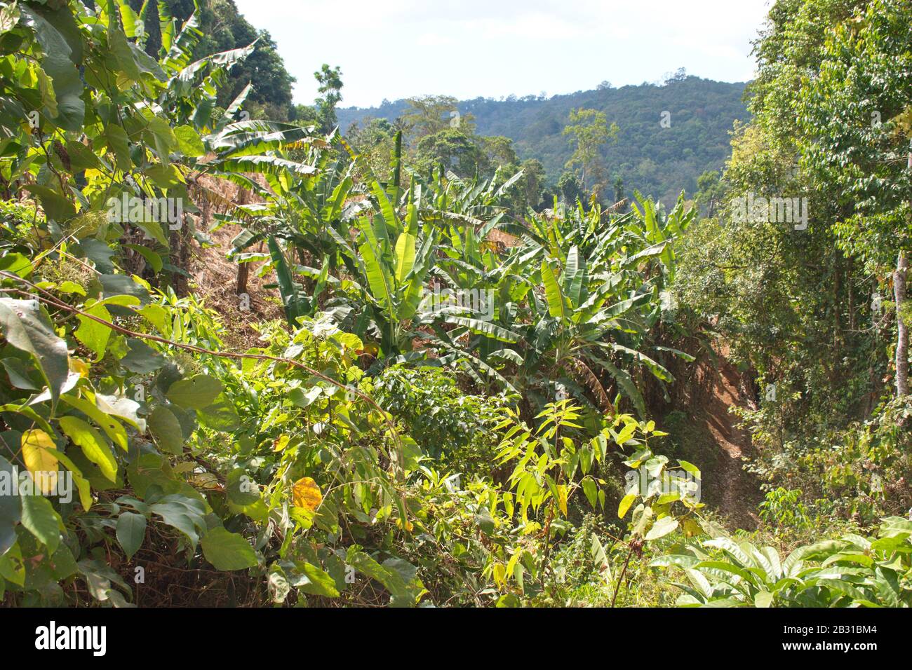 Beautiful dense vegetation of Cambodian jungle Stock Photo