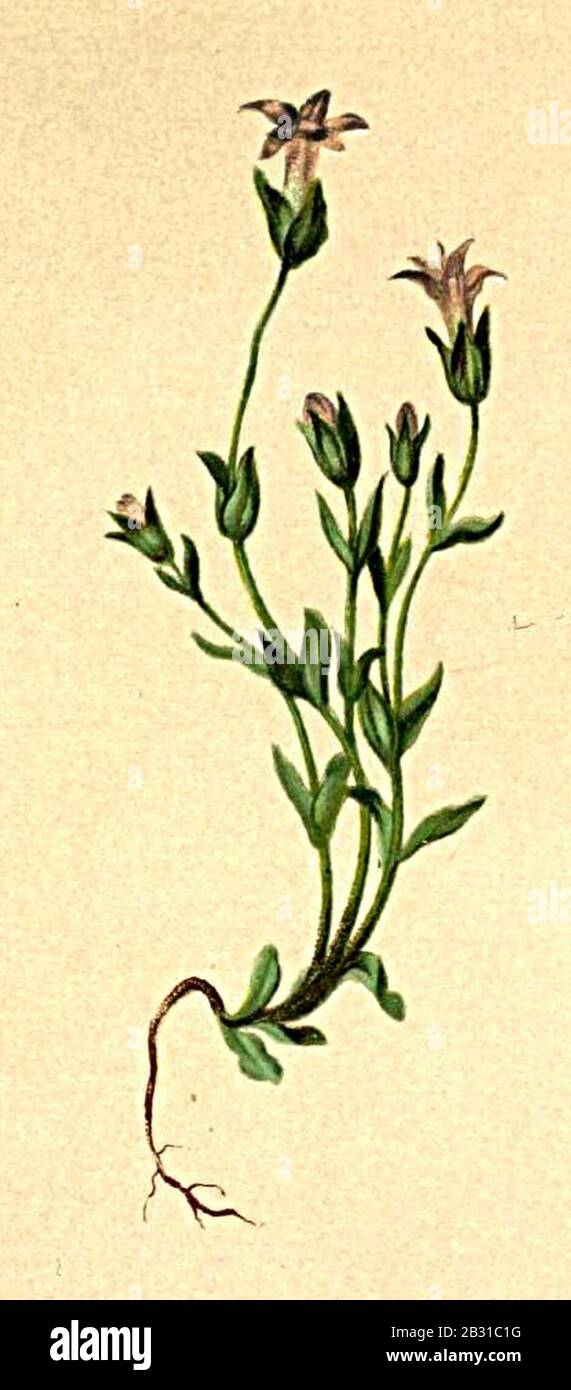 Gentiana tenella Atlas Alpenflora. Stock Photo