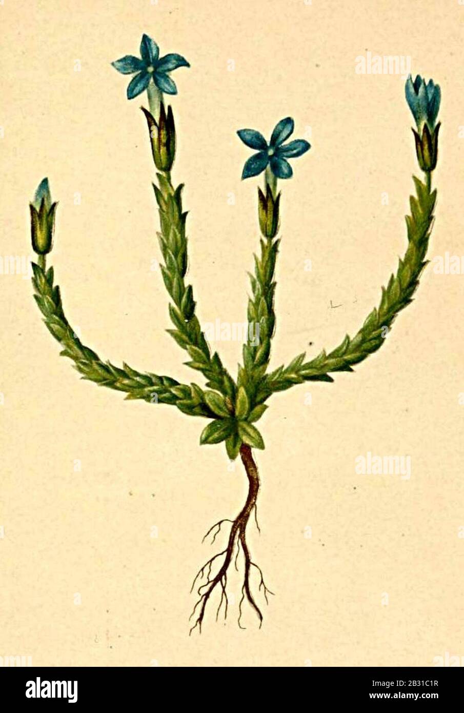 Gentiana prostrata Atlas Alpenflora. Stock Photo