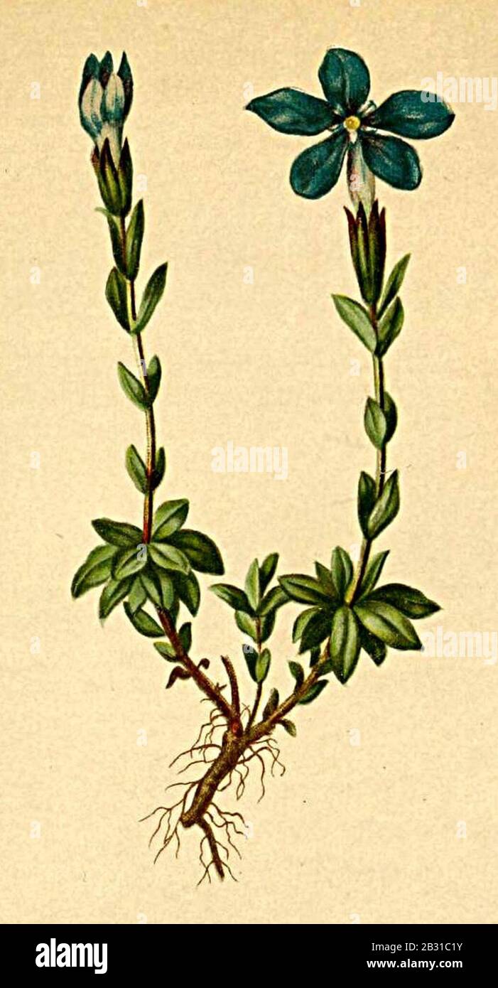 Gentiana brachyphylla Atlas Alpenflora. Stock Photo