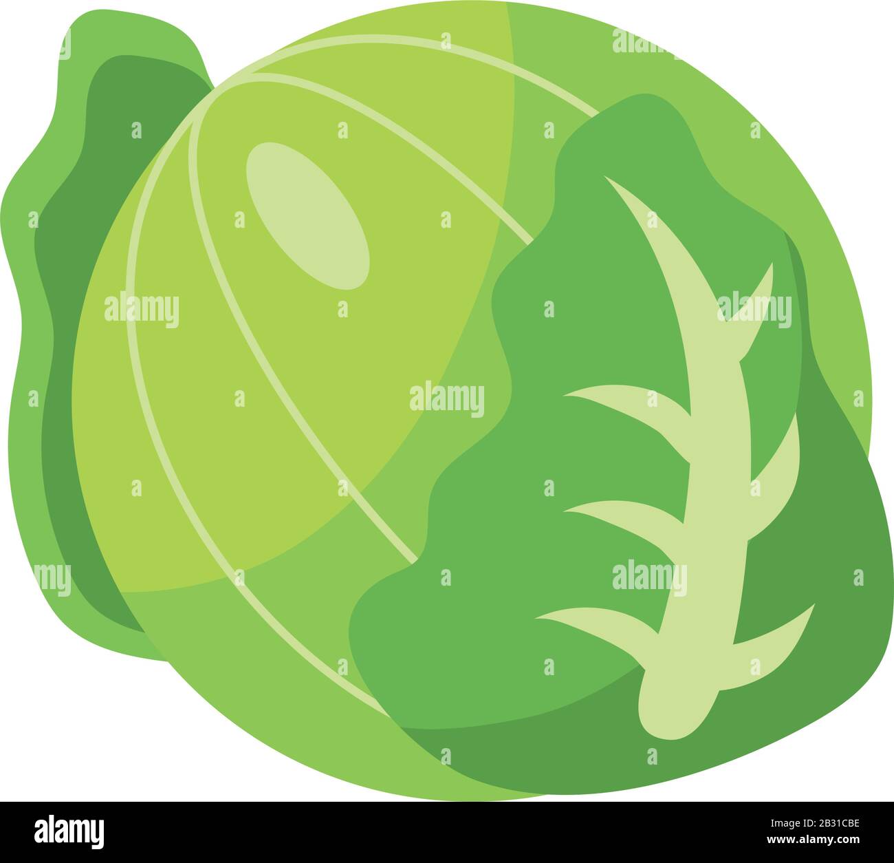 cabbage vegetable icon over white background, flat detail style, vector ...