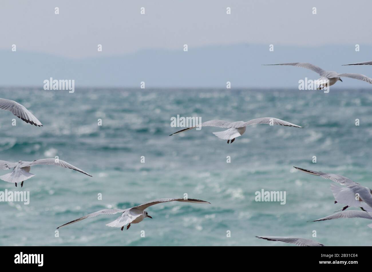 A flock of Mediterranean gulls ( Larus melanocephalus ) take to the air on a beach near Glyfada Athens Greece. The gulls are just beginning to loose t Stock Photo