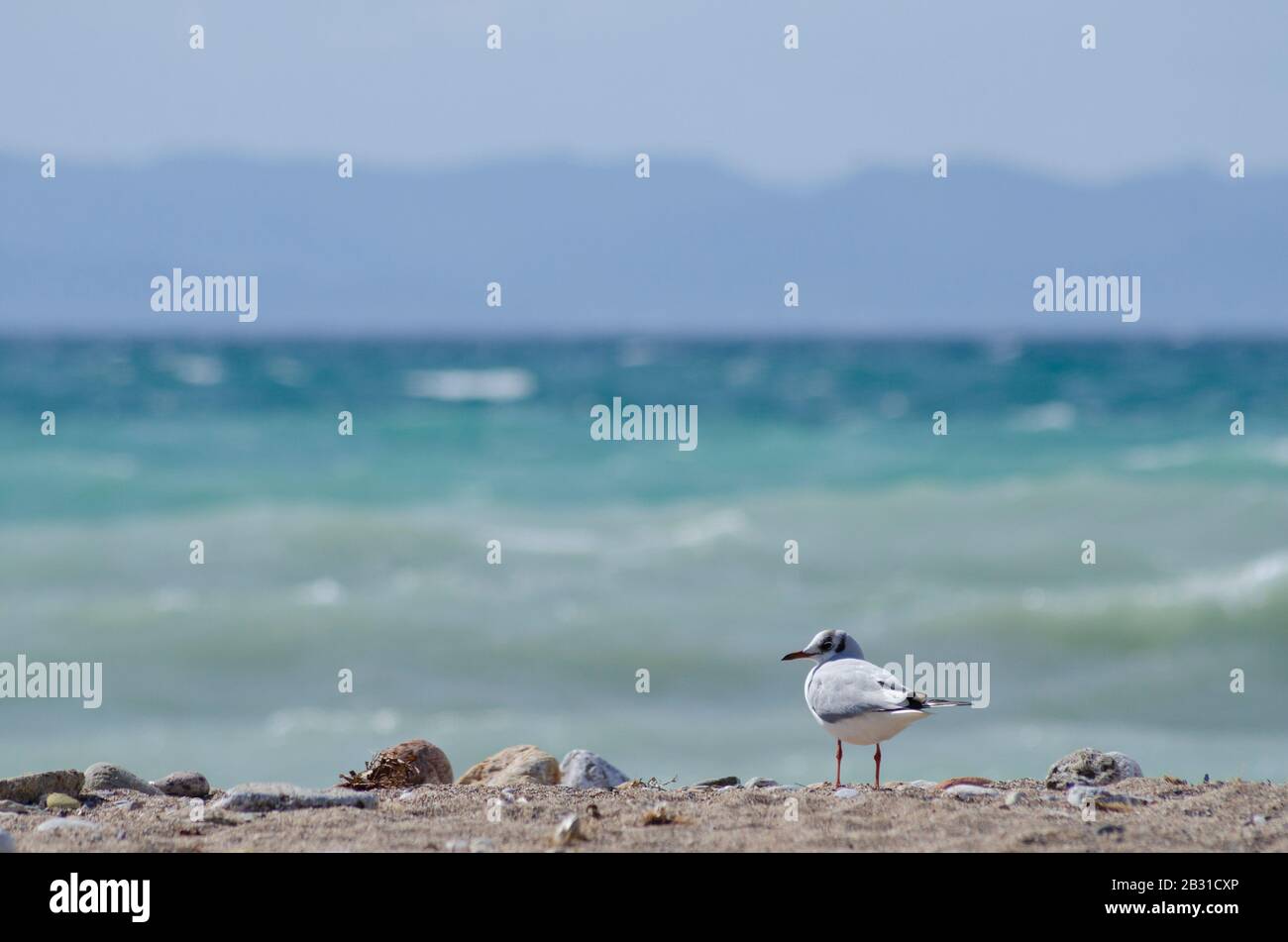 A Mediterranean gull ( Larus melanocephalus ) on a beach near Glyfada Athens Greece. The gulls are just beginning to loose their winter plumage as spr Stock Photo