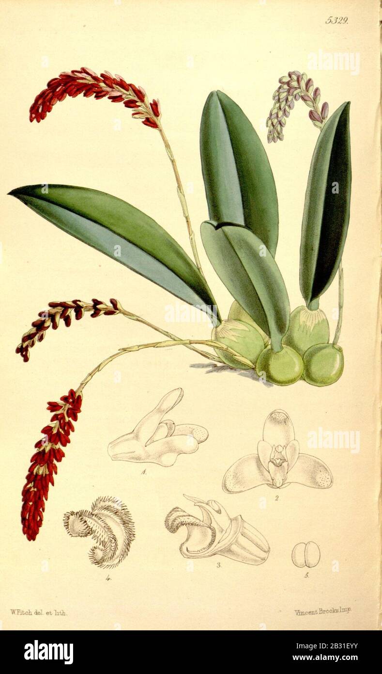 Genyorchis pumila (as Bulbophyllum pavimentatum) - Curtis' 88 (Ser. 3 no. 18) pl. 5329 (1862). Stock Photo
