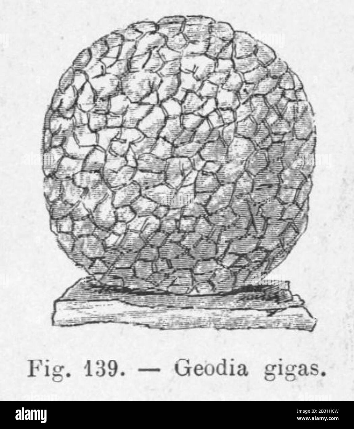 Geodia gigas. Stock Photo
