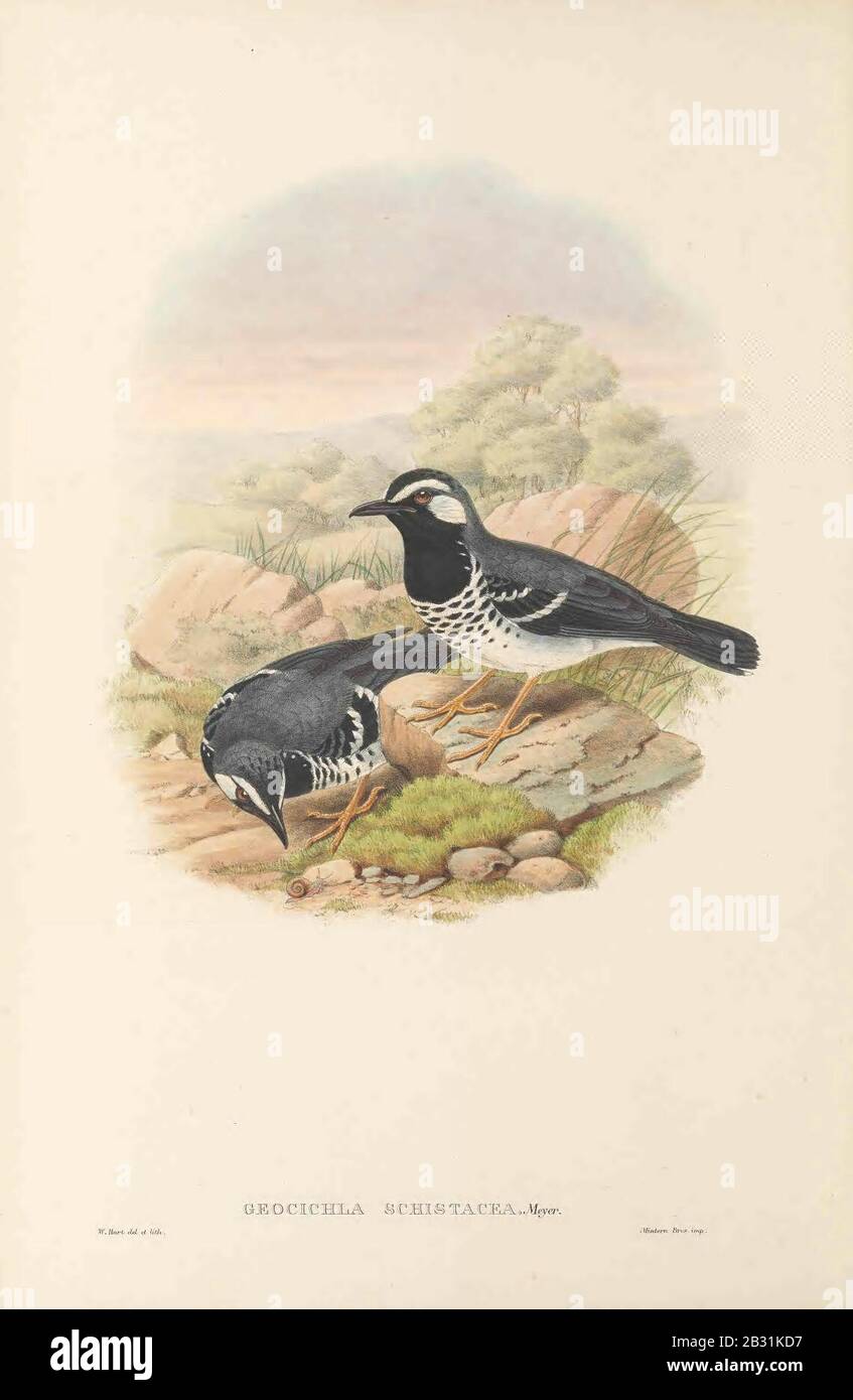 Geokichla schistacea - The Birds of New Guinea. Stock Photo
