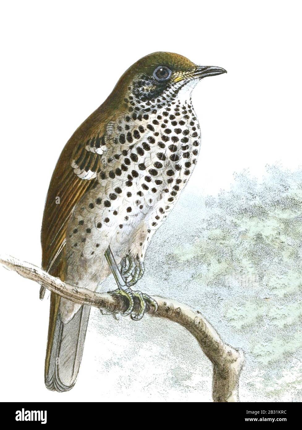 Geokichla spiloptera Legge Stock Photo Alamy