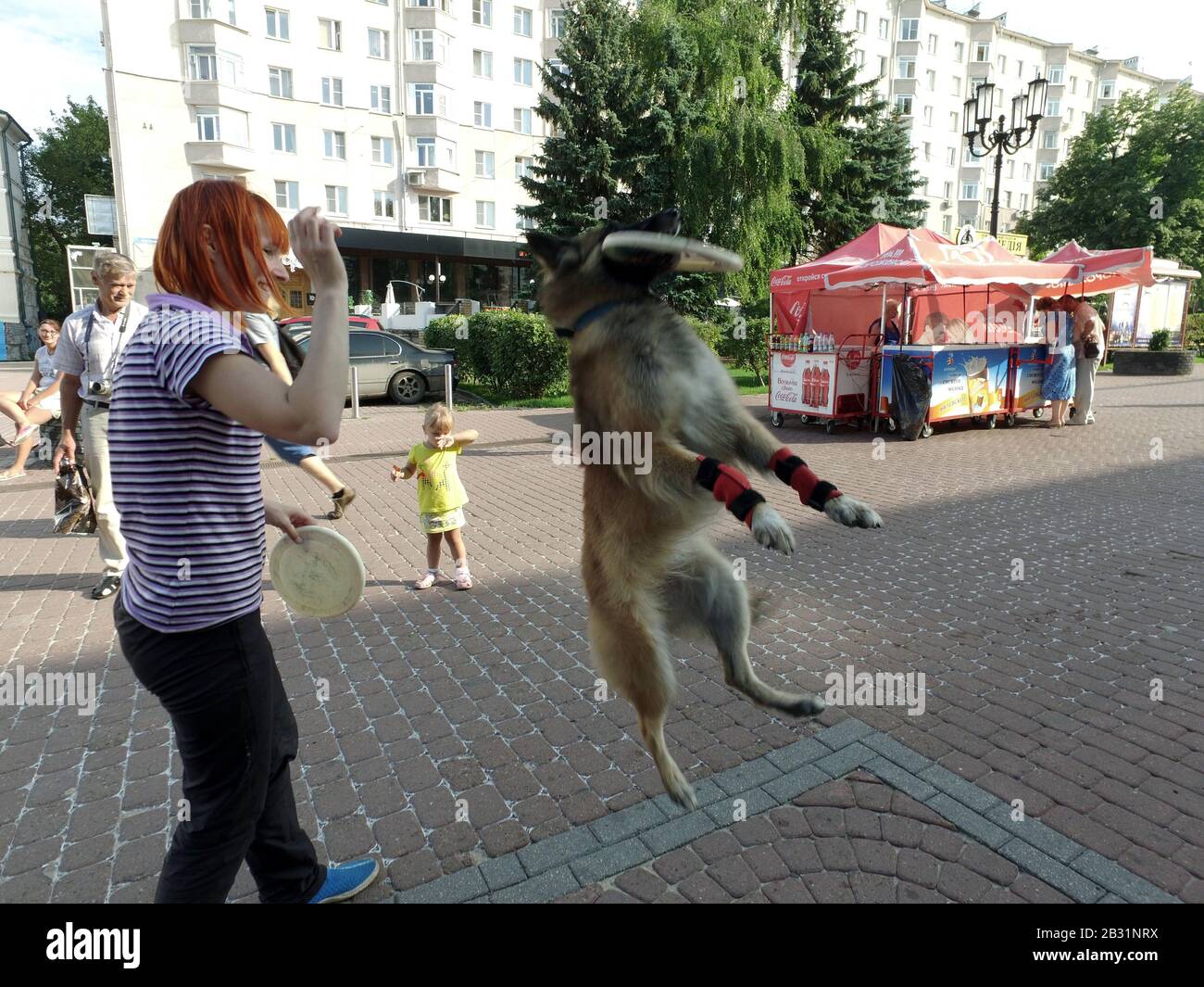 A trained dog stands on a city street.It is standing on its hind legs and stand bunny.Dog breed  collie . Performs training numbers. Stock Photo