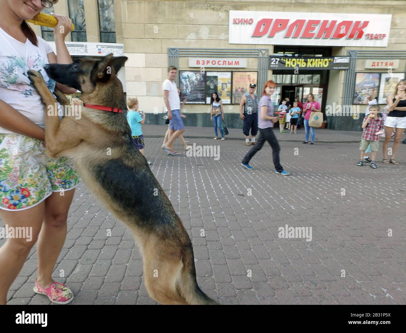 A trained dog stands on a city street.It is standing on its hind legs and stand bunny.Dog breed shepherd. Performs training numbers. Stock Photo