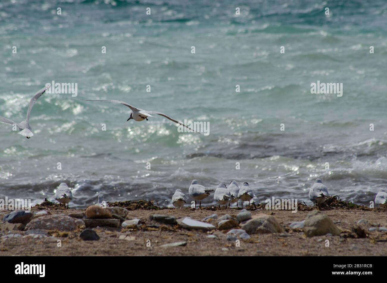 A flock of Mediterranean gulls ( Larus melanocephalus ) on a beach near Glyfada Athens Greece. The gulls are just beginning to loose their winter plum Stock Photo