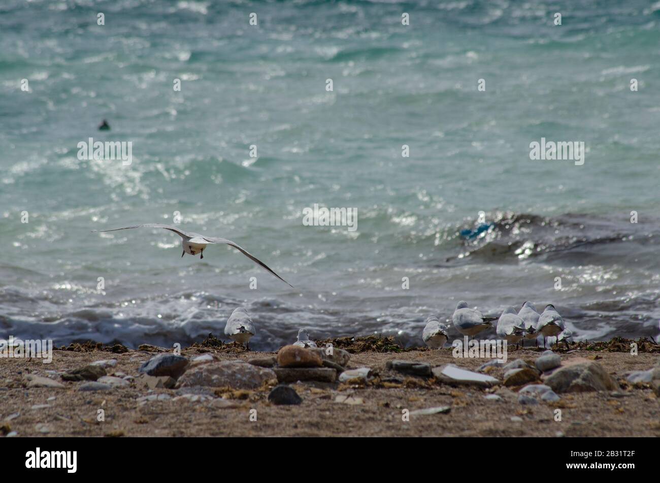 A flock of Mediterranean gulls ( Larus melanocephalus ) on a beach near Glyfada Athens Greece. The gulls are just beginning to loose their winter plum Stock Photo