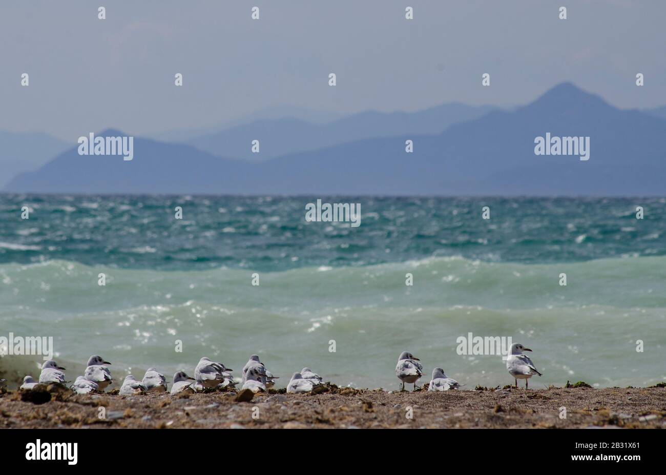 A Mediterranean gull ( Larus melanocephalus ) on a beach near Glyfada Athens Greece. The gulls are just beginning to loose their winter plumage as spr Stock Photo