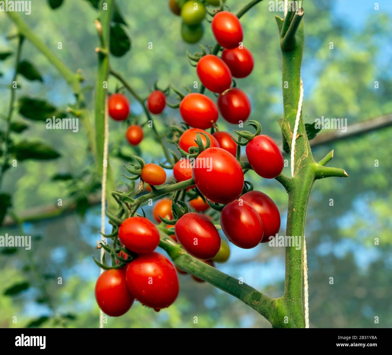 Tomatoes in the garden,Vegetable garden with plants of red tomatoes ...