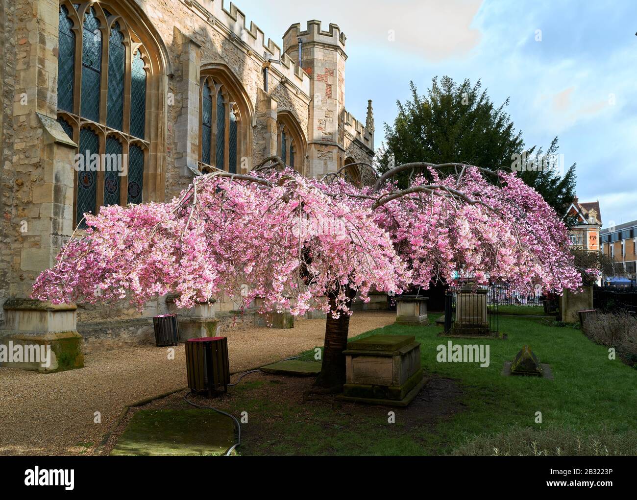 Ash tree england buds hi-res stock photography and images - Alamy