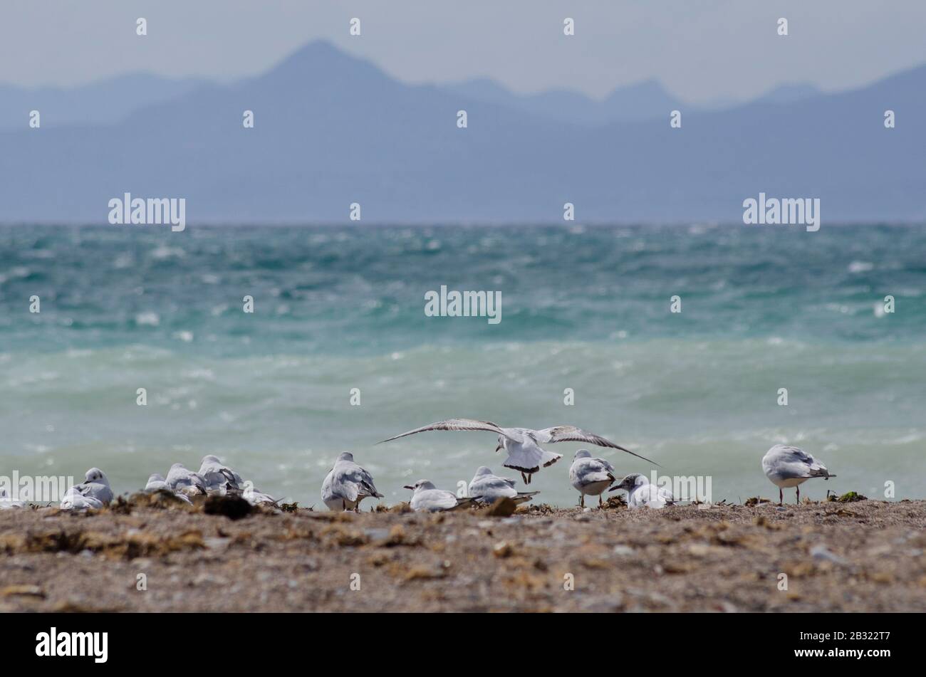 A flock of Mediterranean gulls ( Larus melanocephalus ) on a beach near Glyfada Athens Greece. The gulls are just beginning to loose their winter plum Stock Photo