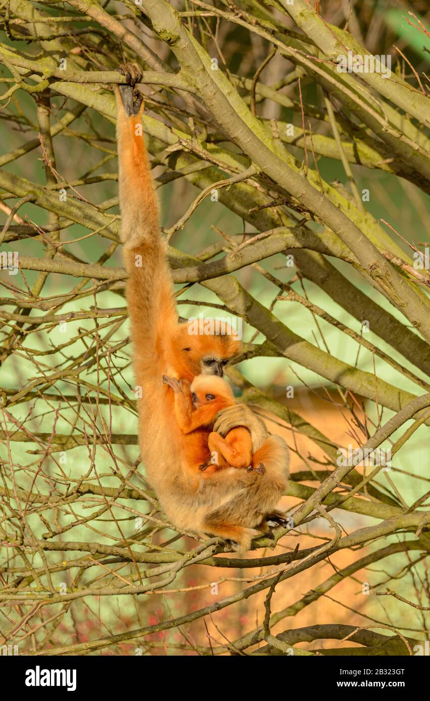 golden gibbon monkey with a baby on the tree in zoo Stock Photo