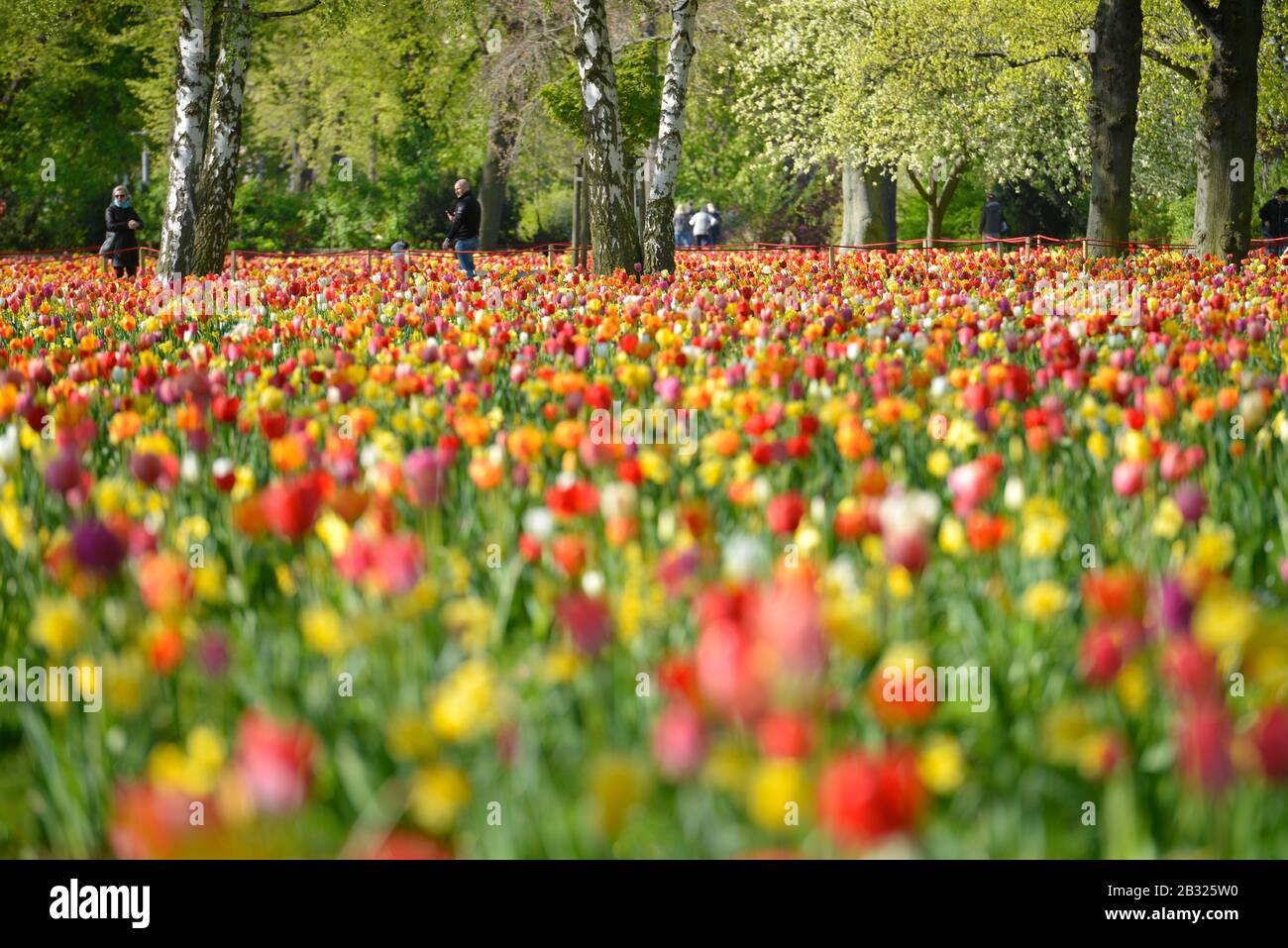 Tulpenbluete, Greenwichpromenade, Tegeler See, Tegel, Reinickendorf, Berlin, Deutschland Stock Photo