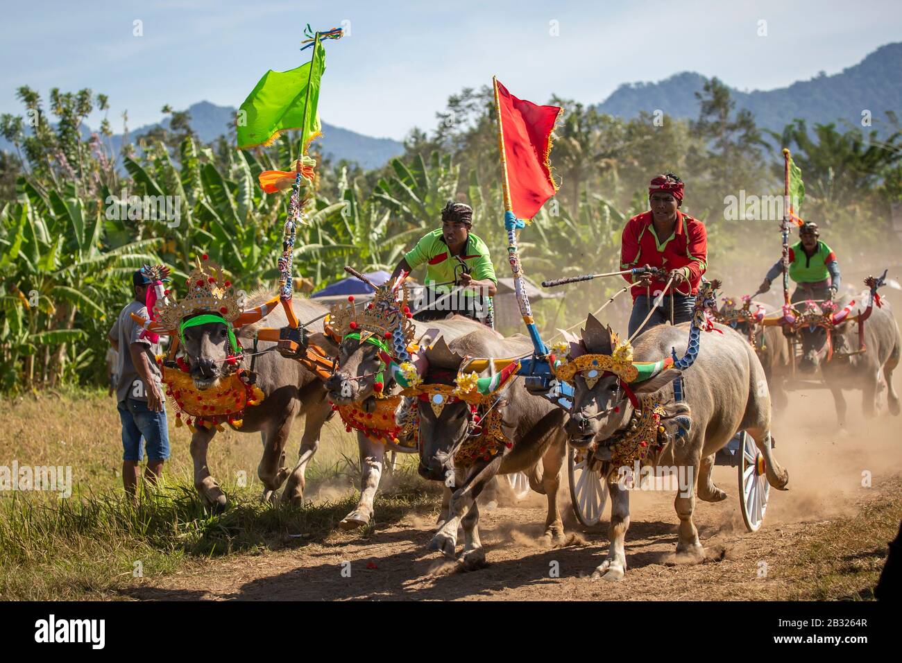 BALI, INDONESIA - SEPTEMBER 11, 2016: Traditional buffalo race known as Makepung held in Negara, Bali, Indonesia on September 11, 2016. Stock Photo