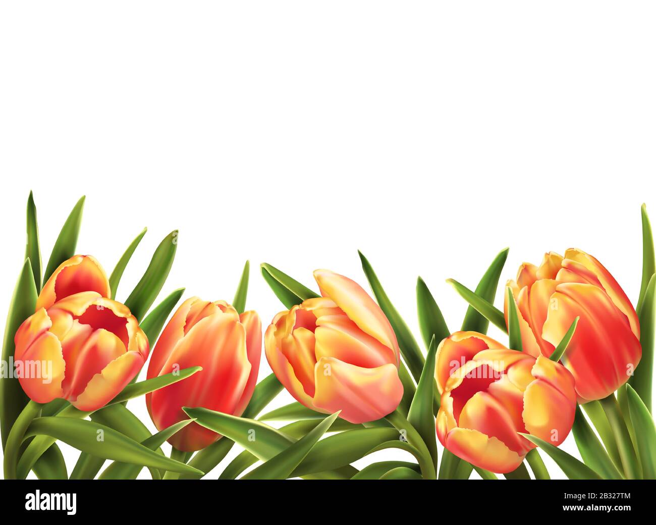 Colorful tulips bouquet isolated on white background. Vector ...