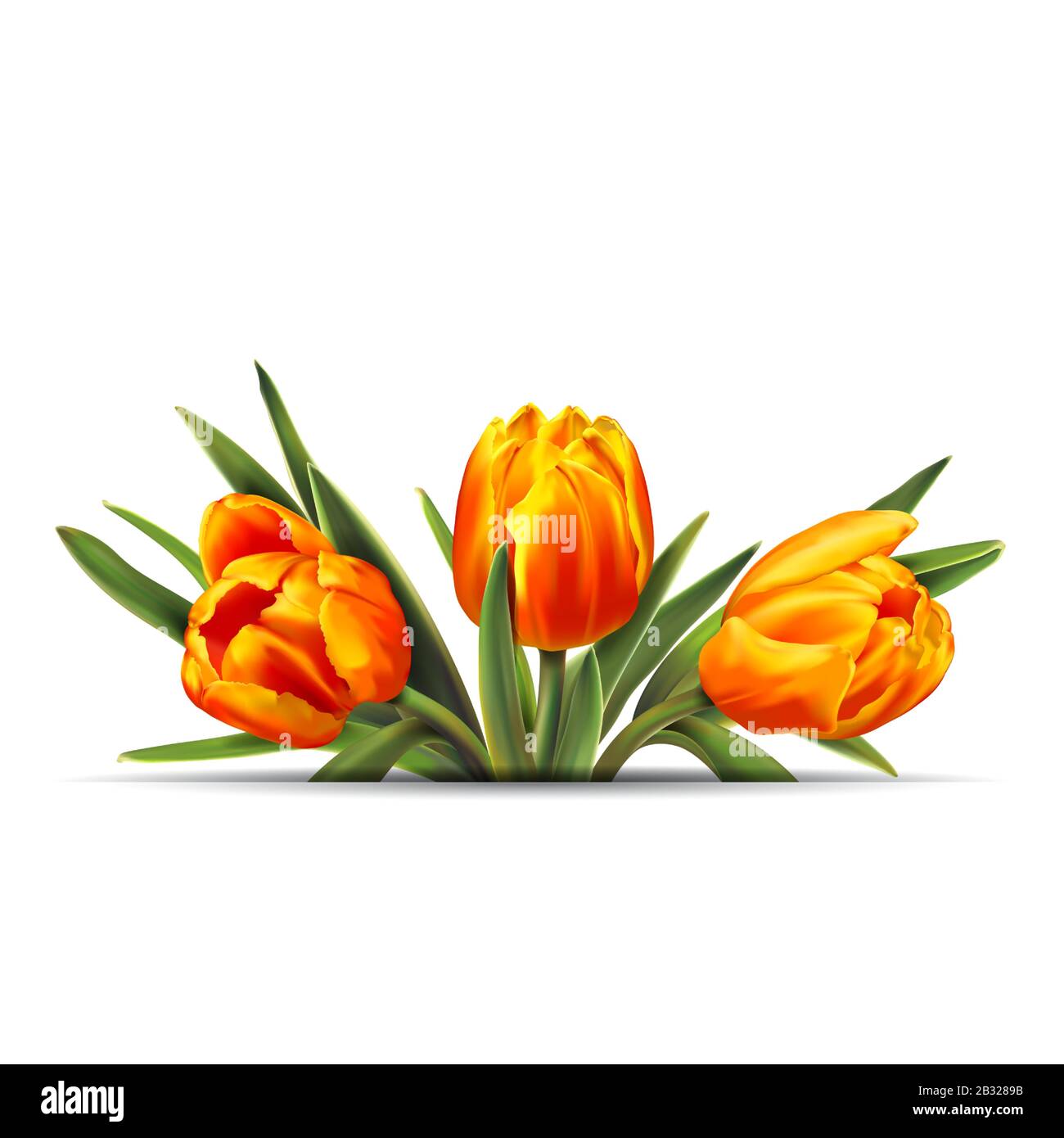 Colorful tulips bouquet isolated on white background. Vector ...