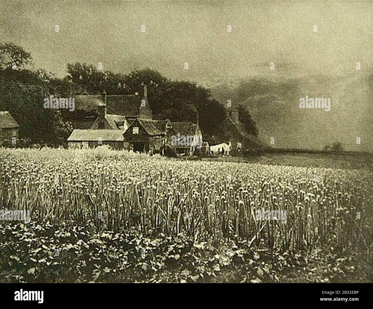davison onion field hires stock photography and images Alamy