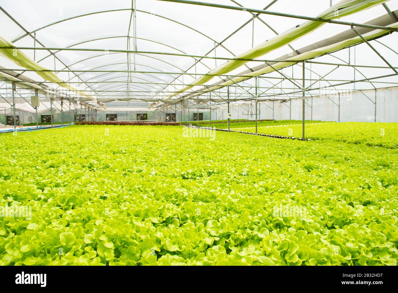 Organic hydroponic vegetable cultivation greenhouse farm.Concept of
