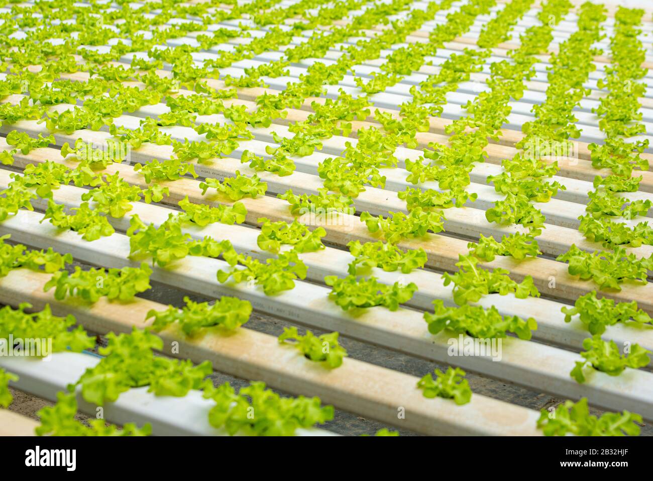 Organic hydroponic vegetable cultivation greenhouse farm.Concept of healthy eating. Farming. Food production. Stock Photo
