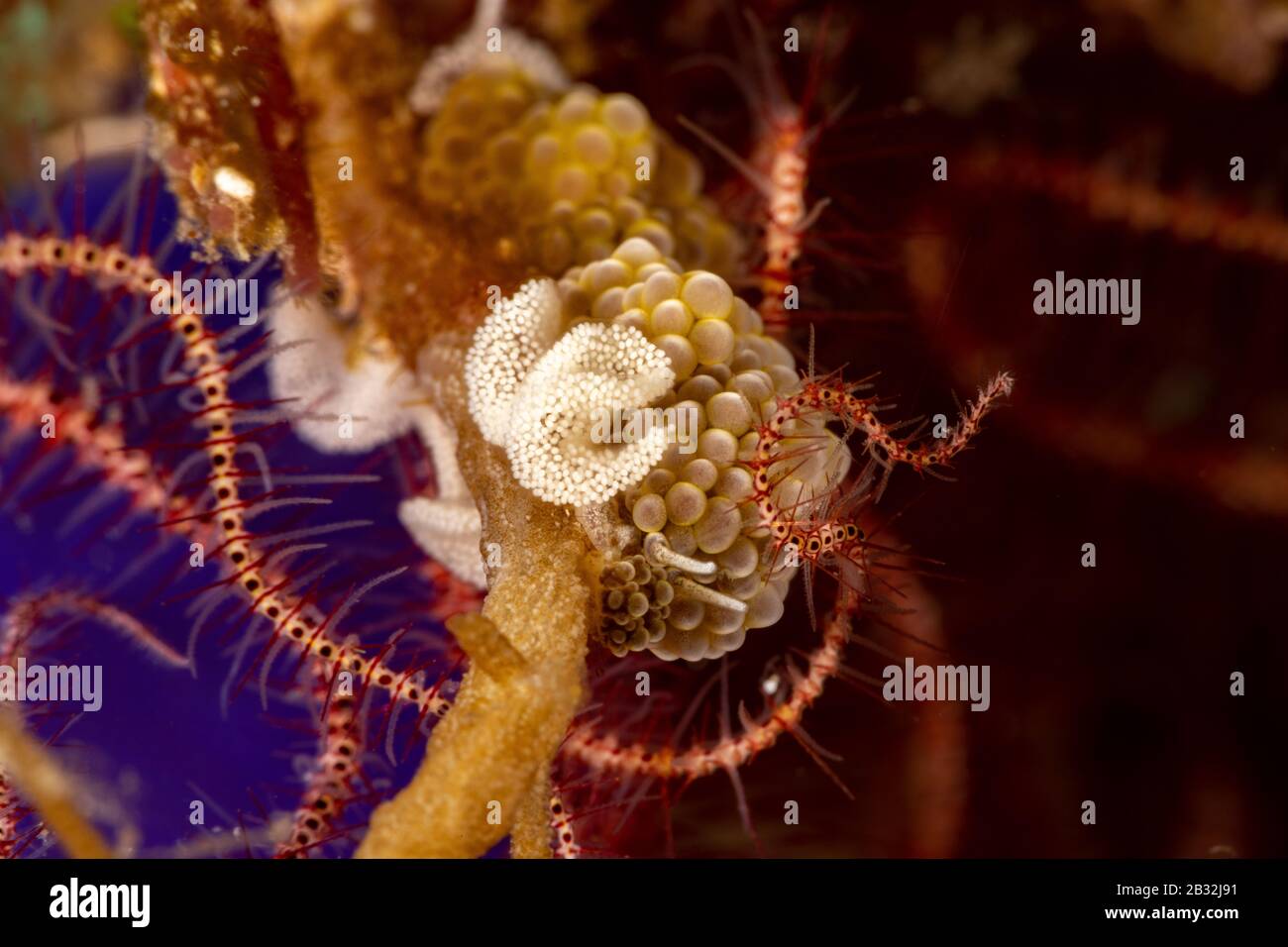 The most beautiful underwater snails of the Indian and Pacific Ocean
