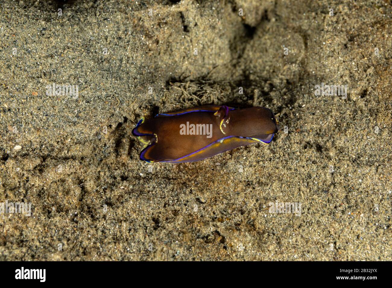 The most beautiful underwater snails of the Indian and Pacific Ocean