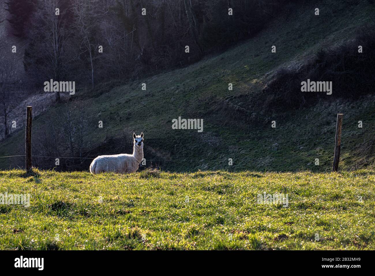 Alternative forms of agriculture are often tried in the hilly hinterland of central Switzerland. This includes breeding alpacas or fallow deer. In a p Stock Photo