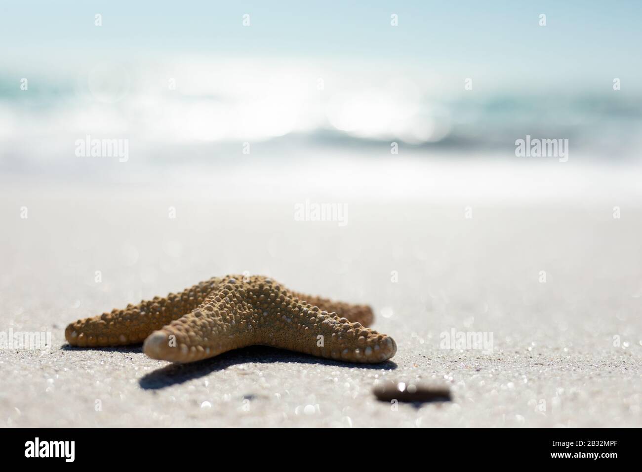 Starfish on the sand Stock Photo
