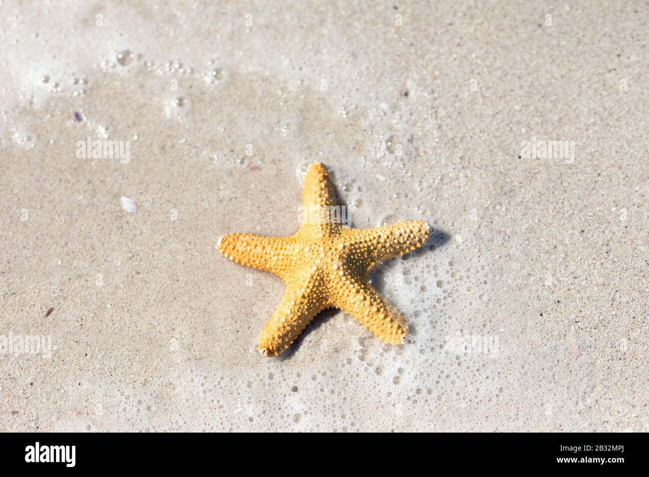 Starfish on the sand Stock Photo
