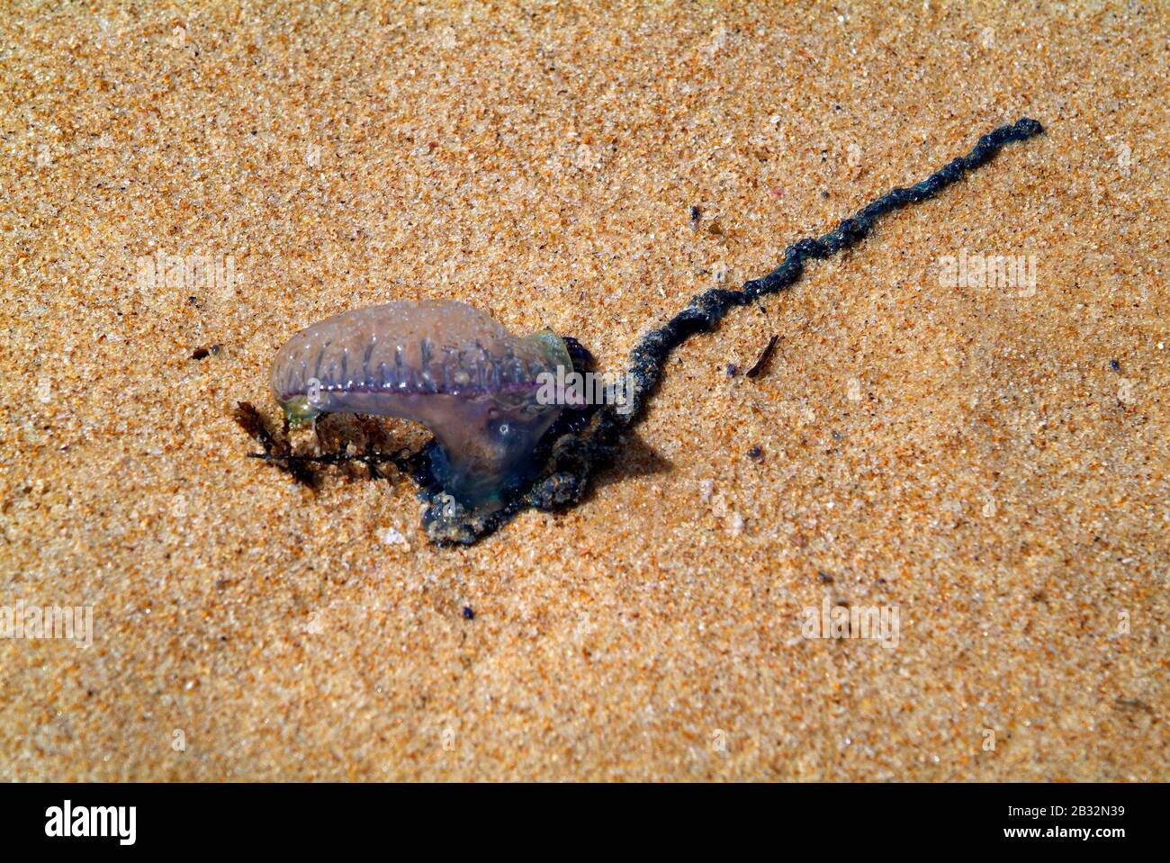 Australia, jelly fish named Bluebottle on beach in Manly, NSW Stock Photo