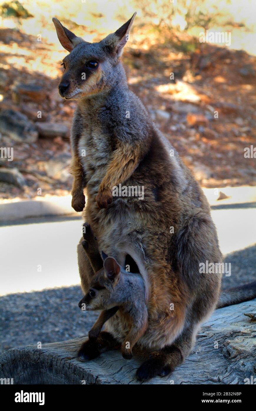 Australia, black footed rock wallaby with Joey Stock Photo Alamy