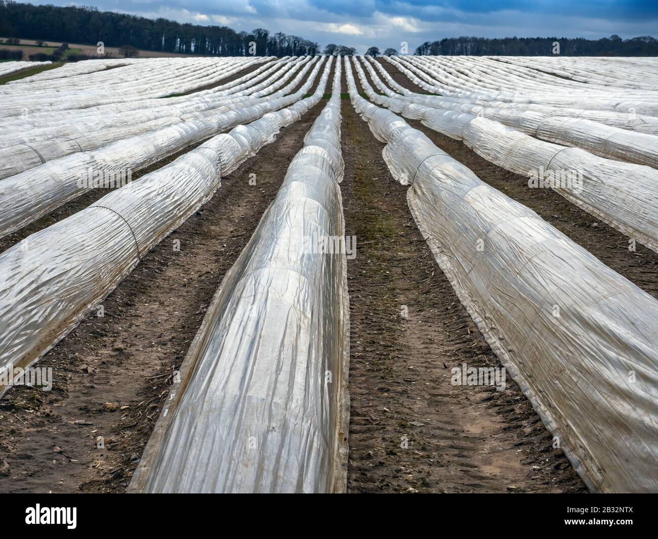 Asparagus being grown in polythene tunnels Norfolk March Stock Photo