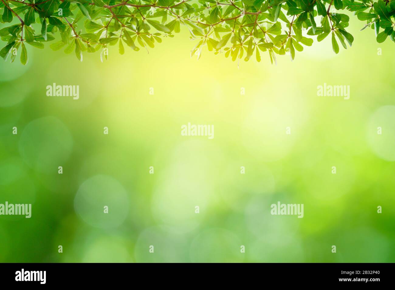 Leaf background bokeh blur green background Stock Photo - Alamy